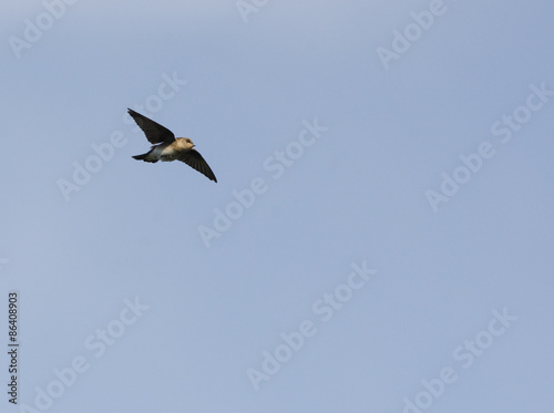 Chimney Swift