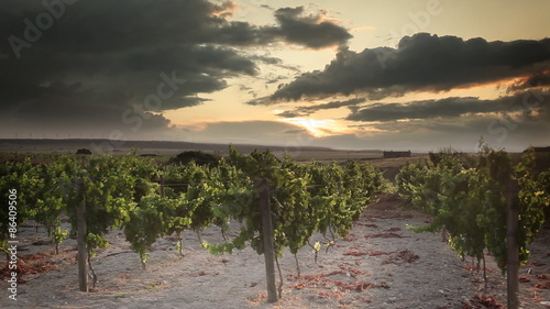 Grape Field