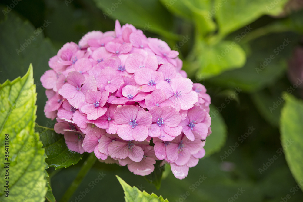 ピンクの紫陽花