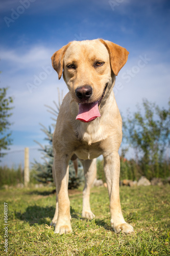 Portrait of young labrador retriever © Lunja