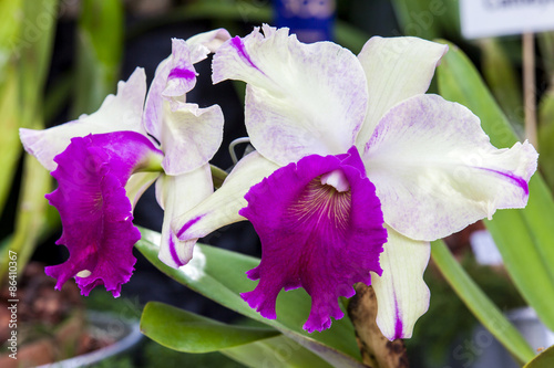 Fototapeta Naklejka Na Ścianę i Meble -  Cattleya sp.