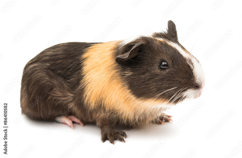 guinea pig guinea pig