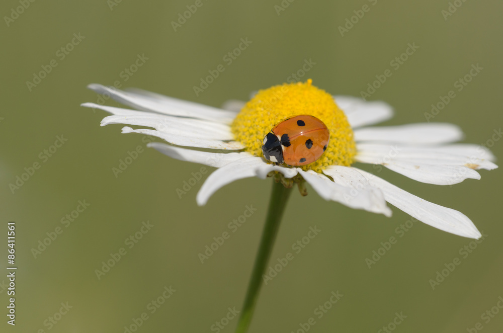seven-spotted ladybug on a flower - Coccinella septempunctata