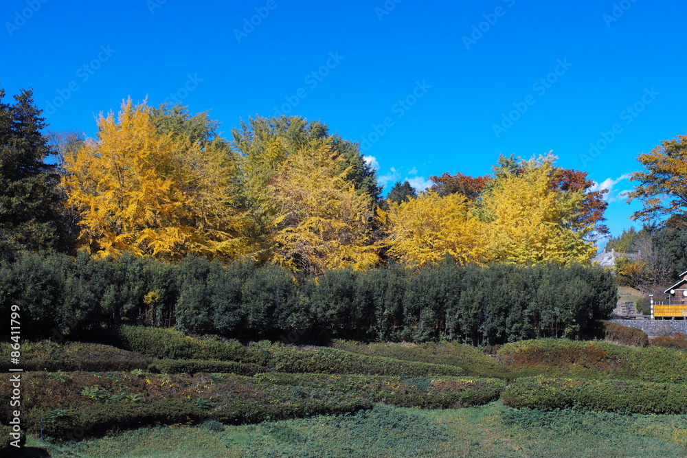 Naklejka premium Showa memorial park 60