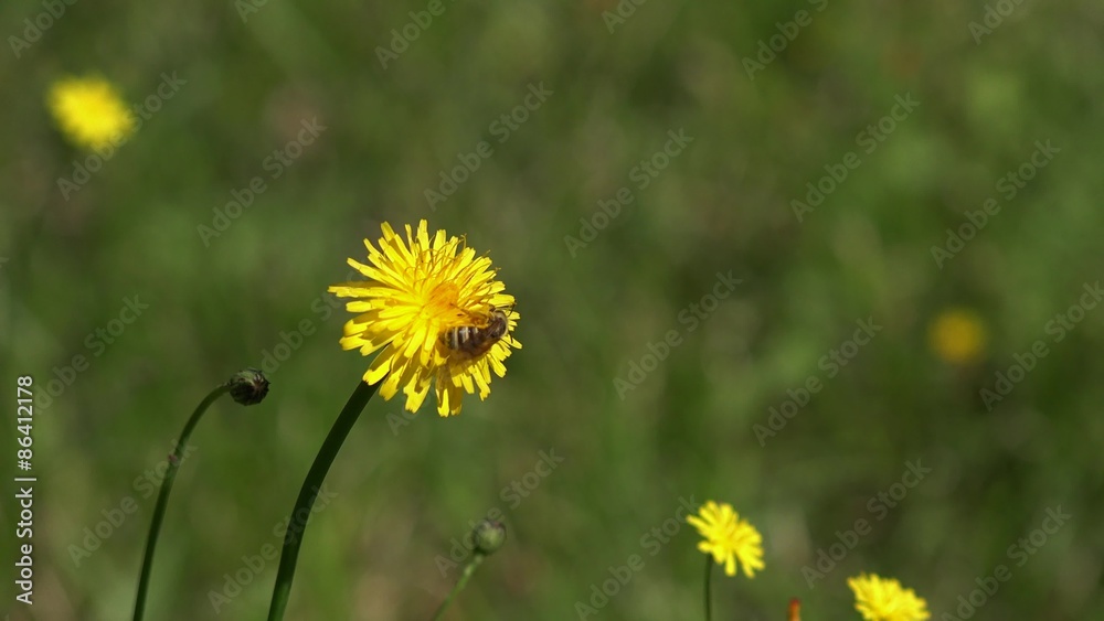 Abeille butine une fleur de pissenlit