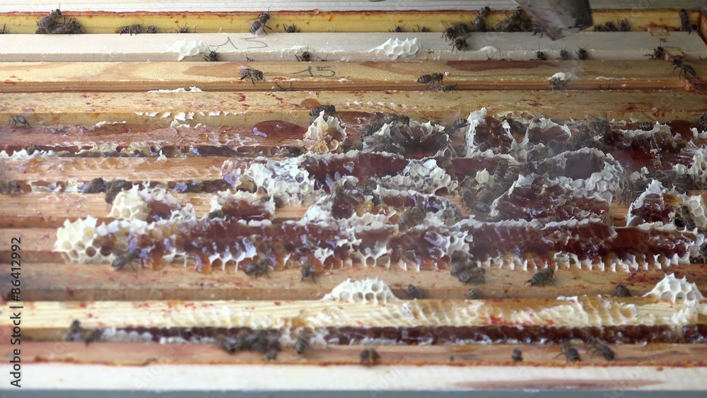 enfumage des abeilles et nettoyage du haut des cadres