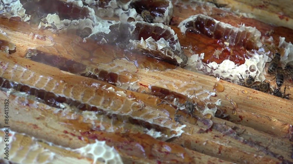 enfumage des abeilles et nettoyage du haut des cadres