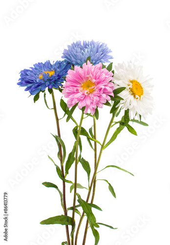 a bouquet of asters