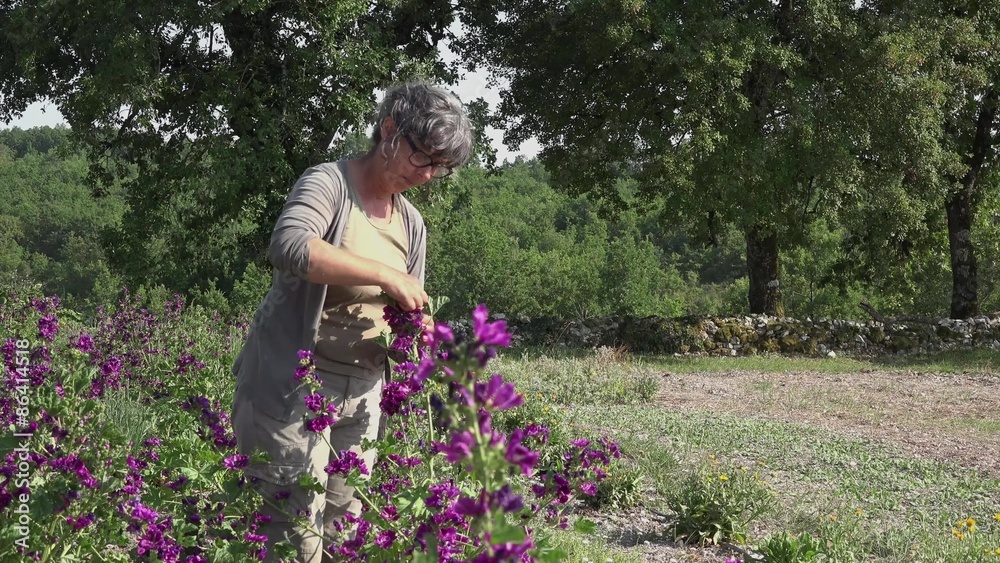 récolte à la main des fleurs de mauve