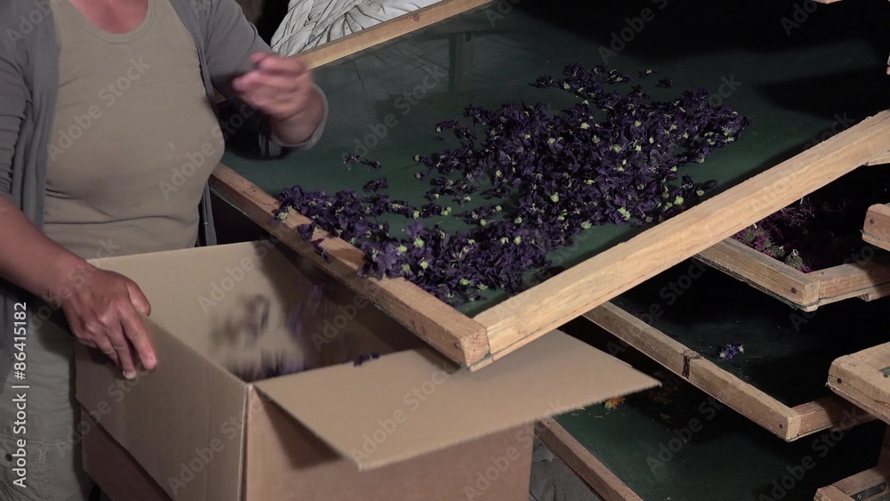 Préparation et séchage des fleurs et feuilles
