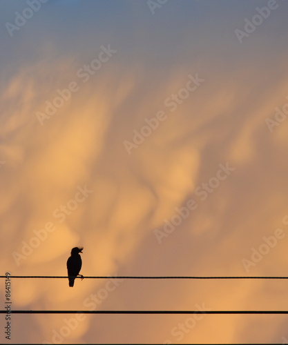 bird on electric wire on sunset