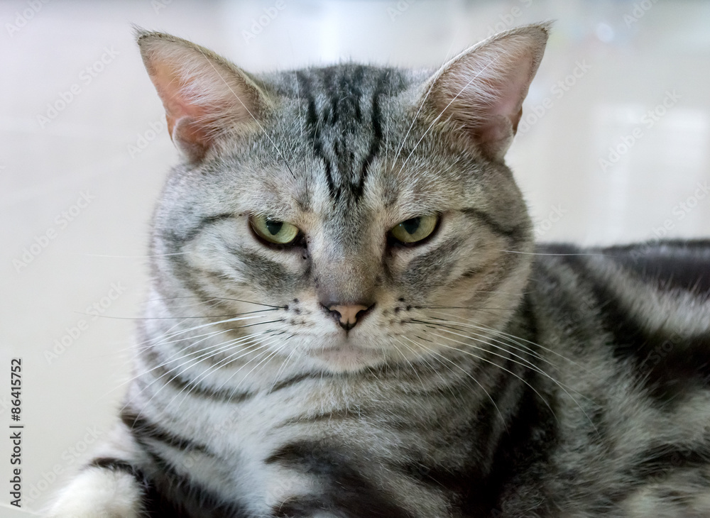 American shorthair cat is sitting and looking forward