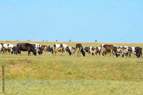 Cows on field © gheturaluca
