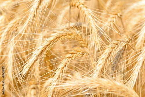 Cereal grains are grown in greater quantities and provide more food energy