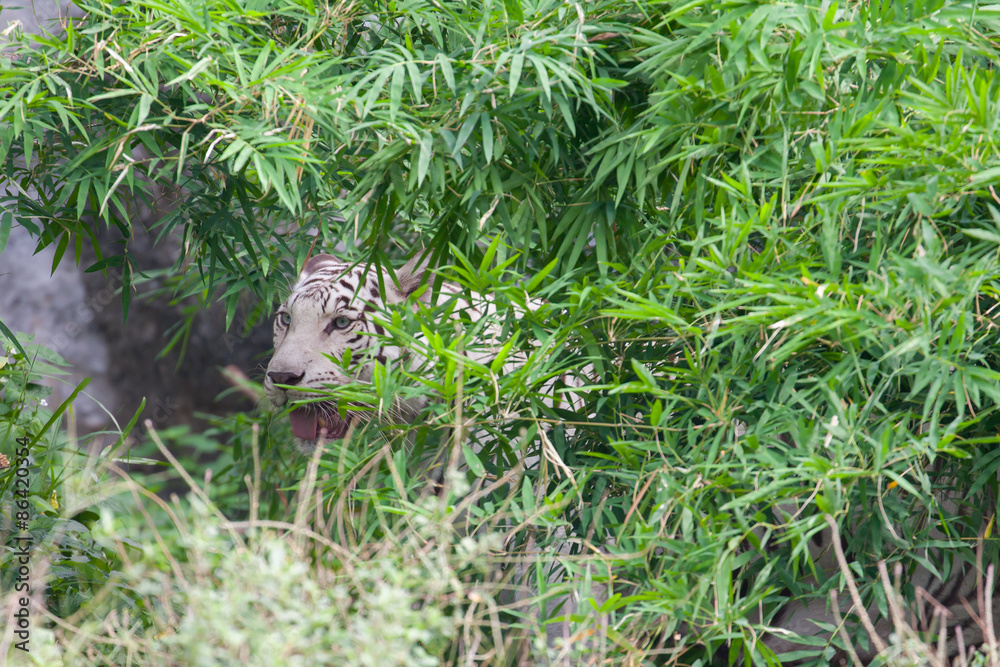 Obraz premium A white tiger in zoo