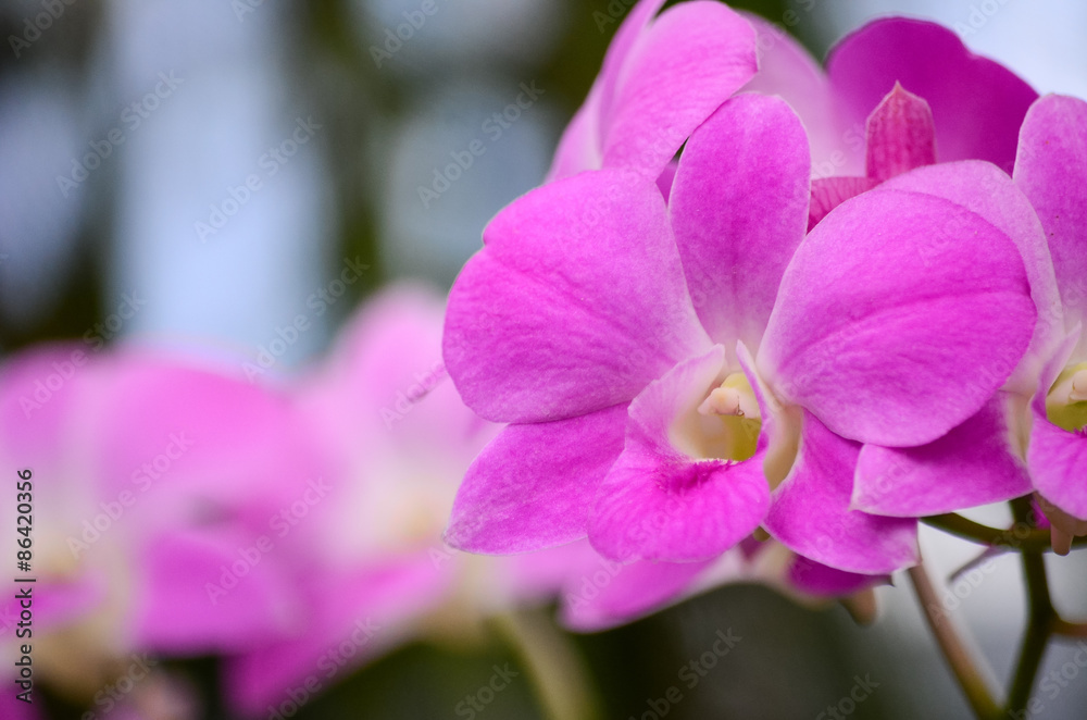 Purple orchid