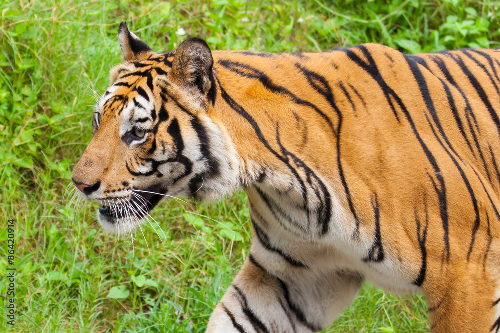 Obraz premium Closeup tiger in the zoo at Thailand