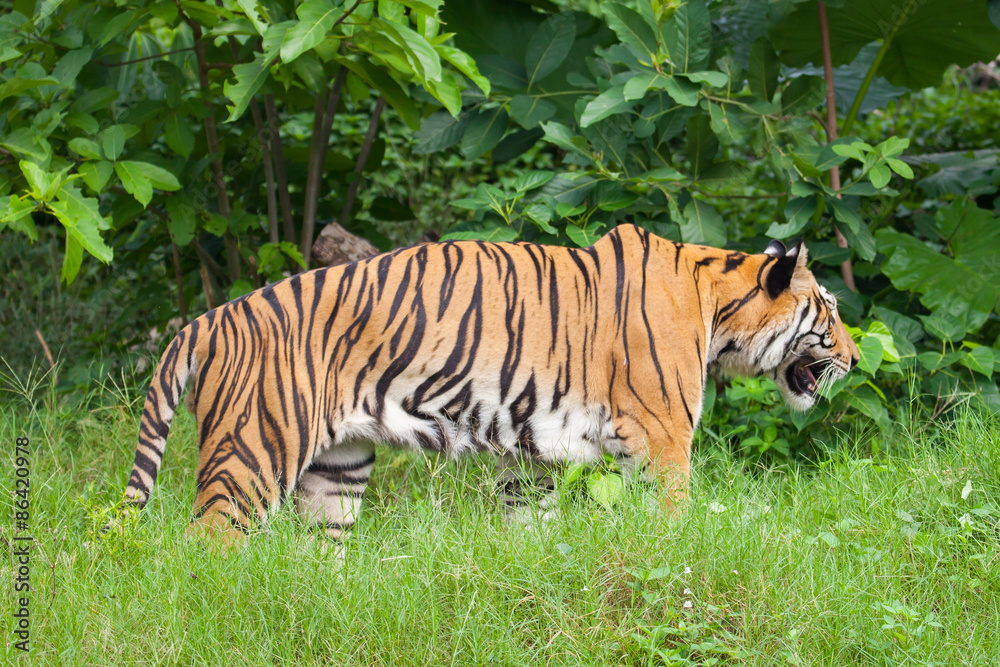 Fototapeta premium Closeup tiger in the zoo at Thailand