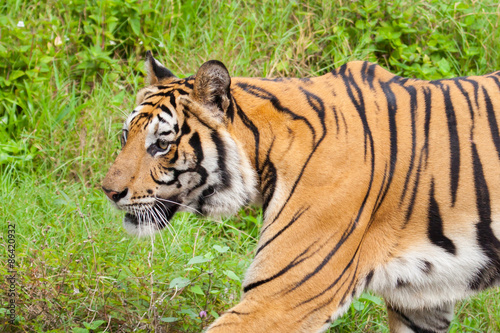 Closeup tiger in the zoo at Thailand