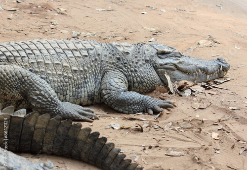 Crocodile in zoo, Crocodile in Thailand