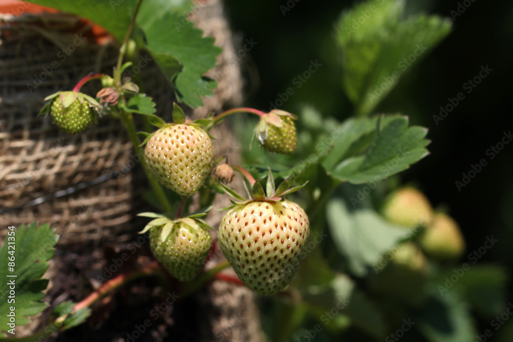 Strawberry Strawberry