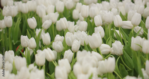 white tulips, tulips in garden