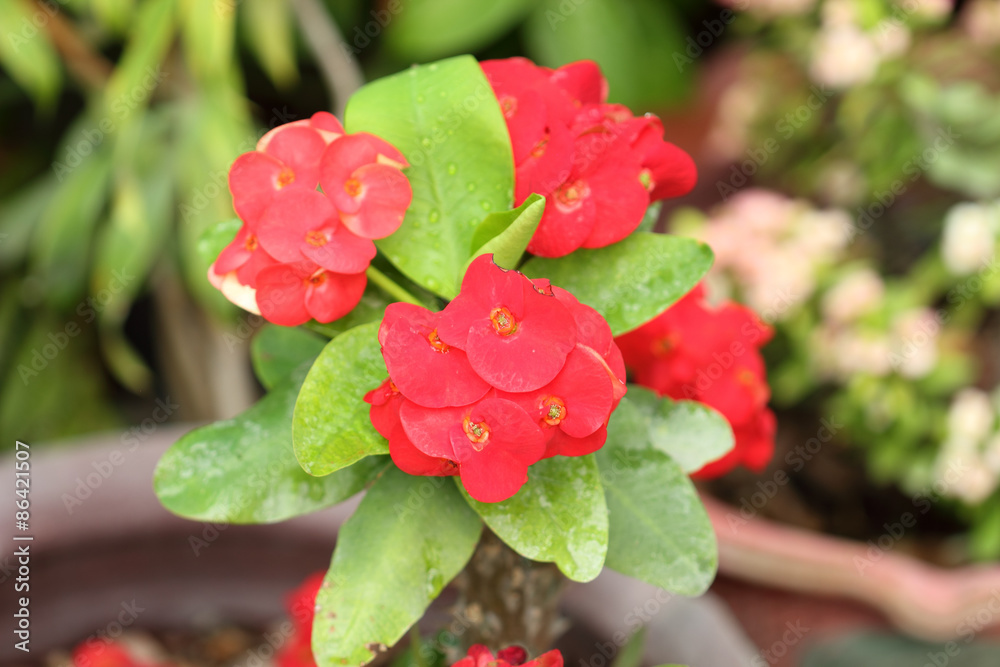 Fototapeta premium Poi Sian flowers