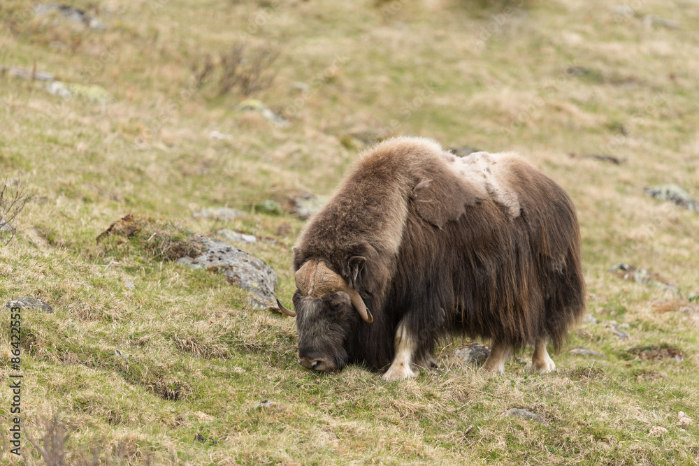 Moschusochse, muskox, Ovibos moschatus StockFoto Adobe Stock