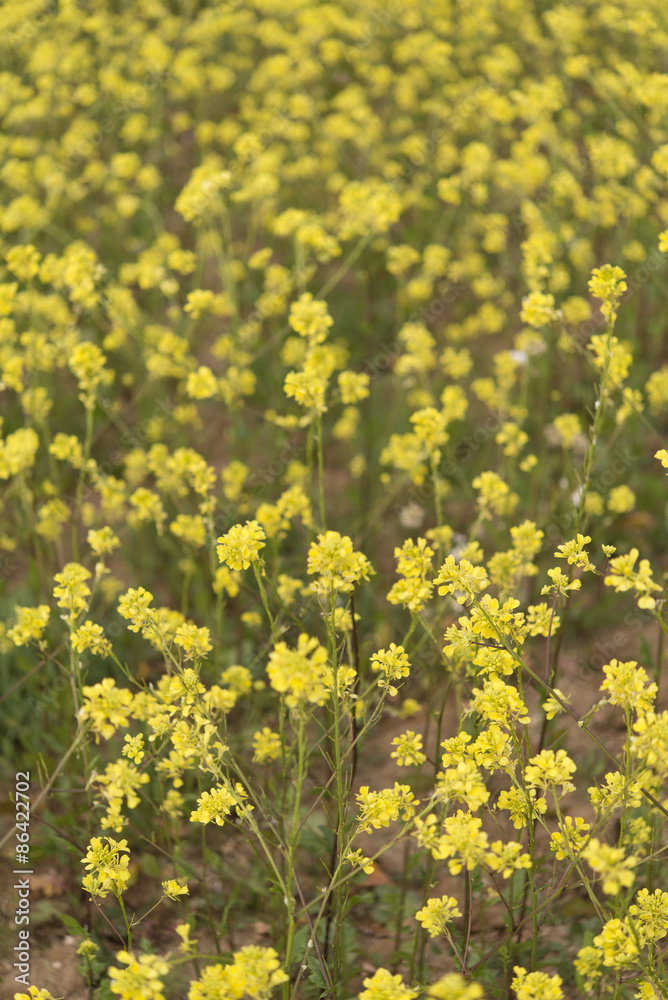 Yellow flowers blossoming in spring time, natural background Yellow flowers blossoming in spring time, natural background