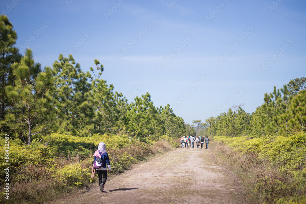 pine forest way