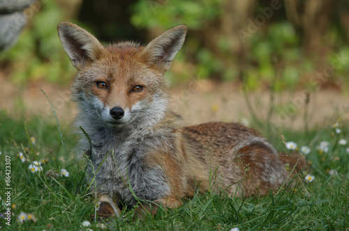 red fox vixen photo