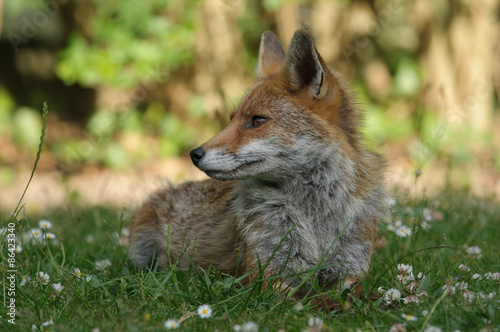 vixen, red fox photo