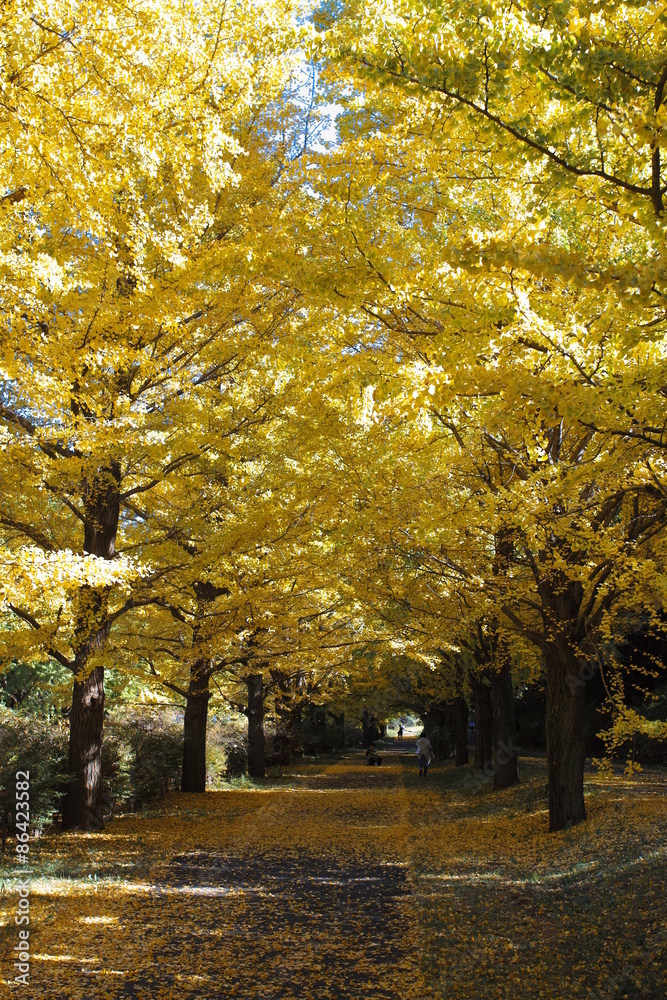 Showa memorial park 43