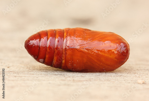 pupa