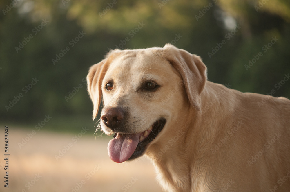 yellow labrador