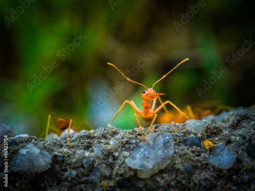 weaver ants © chayathon2000