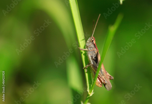 grasshopper on grass