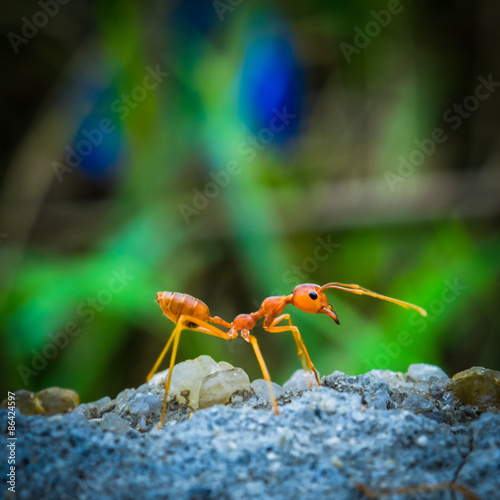 weaver ants © chayathon2000