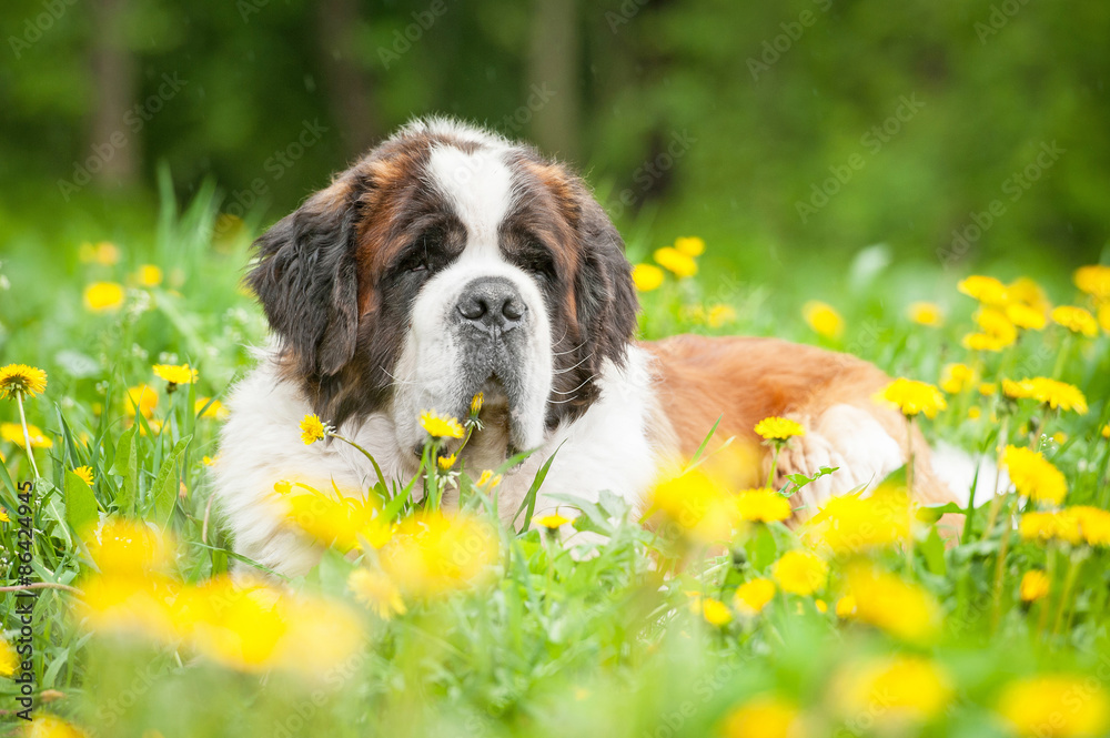 Saint bernard dog lying in dandelions