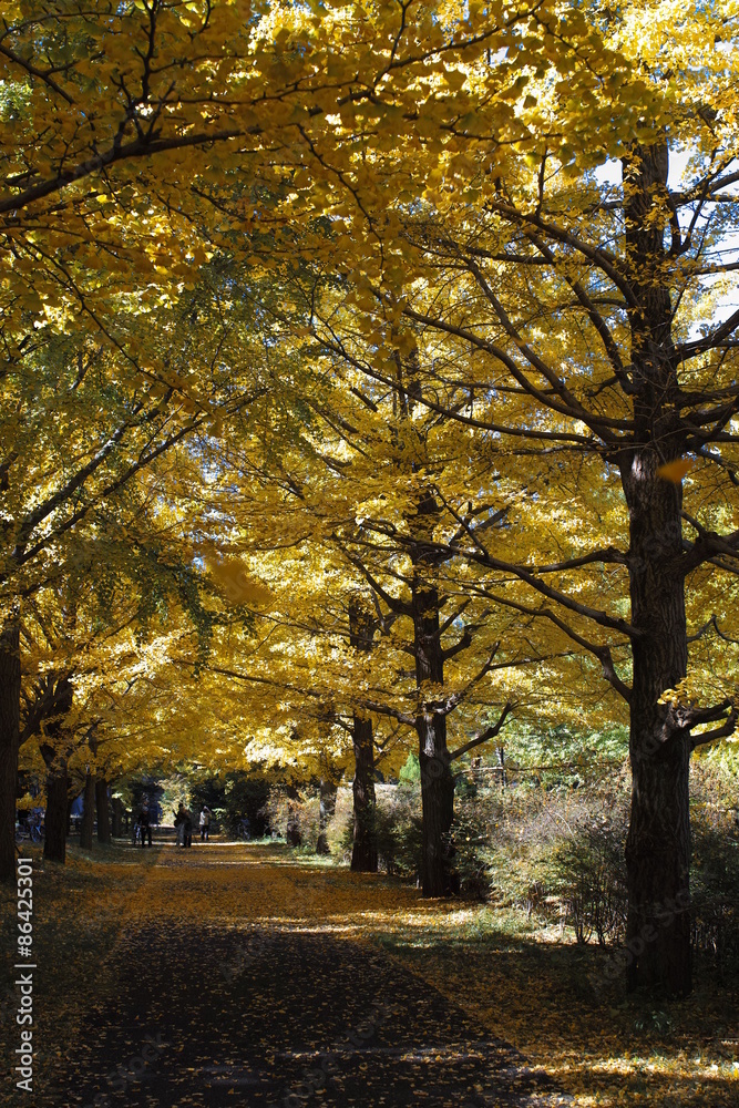Fototapeta premium Showa memorial park 32