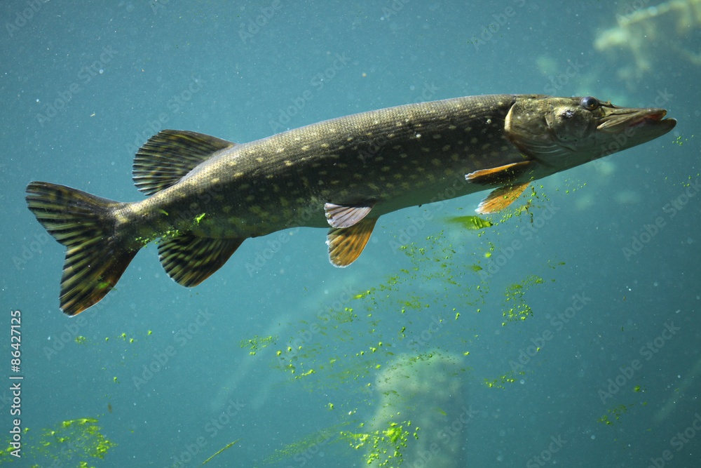 Northern pike (Esox lucius).