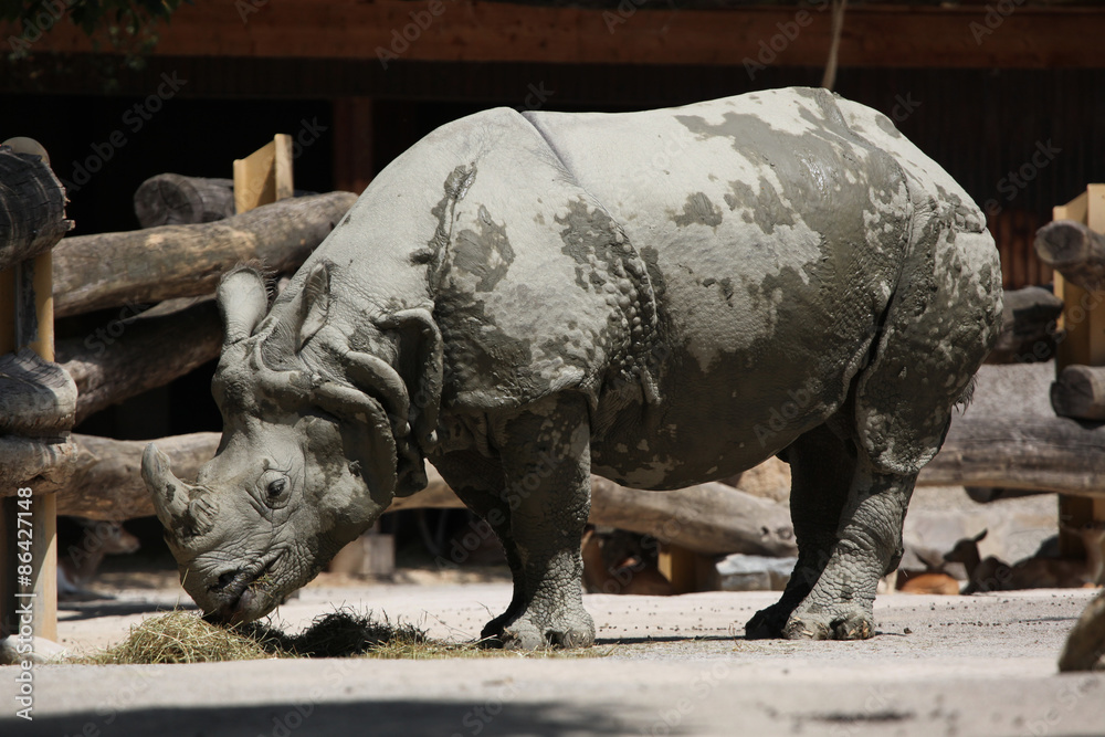 Obraz premium Indian rhinoceros (Rhinoceros unicornis).