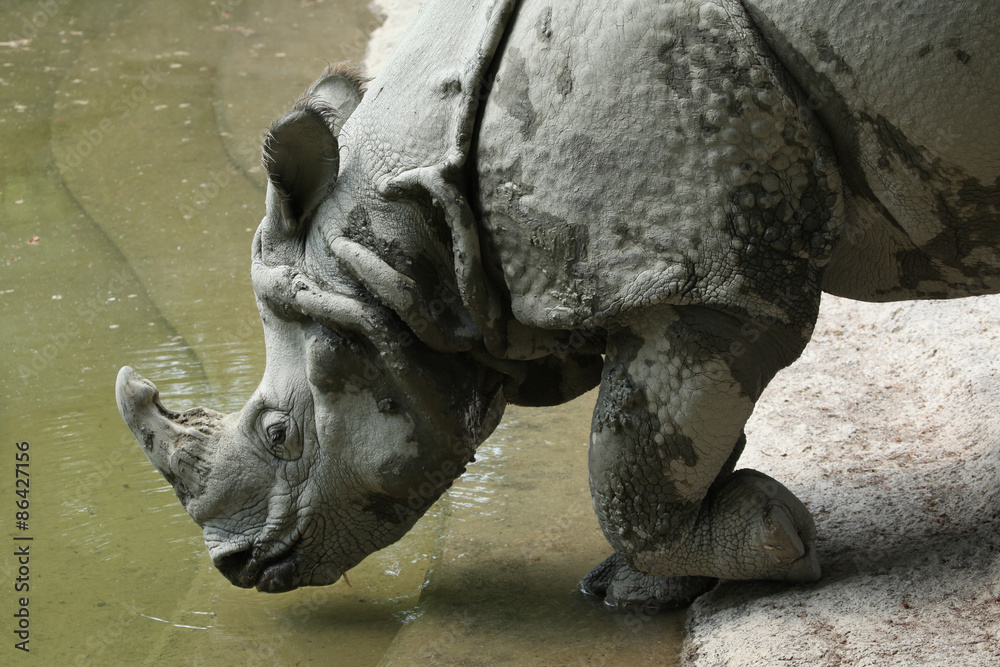 Fototapeta premium Indian rhinoceros (Rhinoceros unicornis).