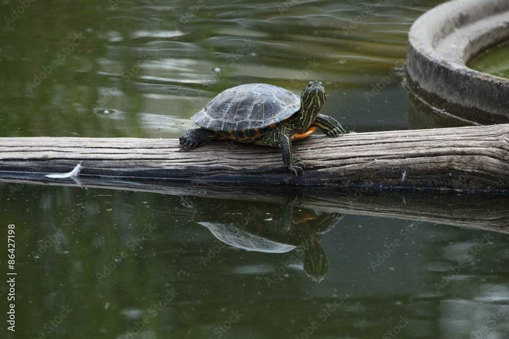 Obraz premium Red-eared slider (Trachemys scripta elegans).