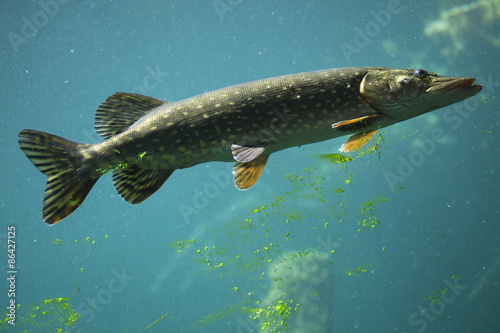 Obraz na płótnie Northern pike (Esox lucius). w salonie