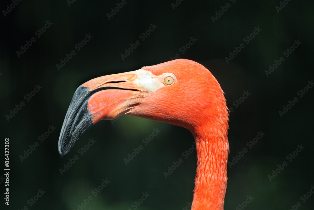 Fototapeta premium Caribbean flamingo (Phoenicopterus ruber ruber)