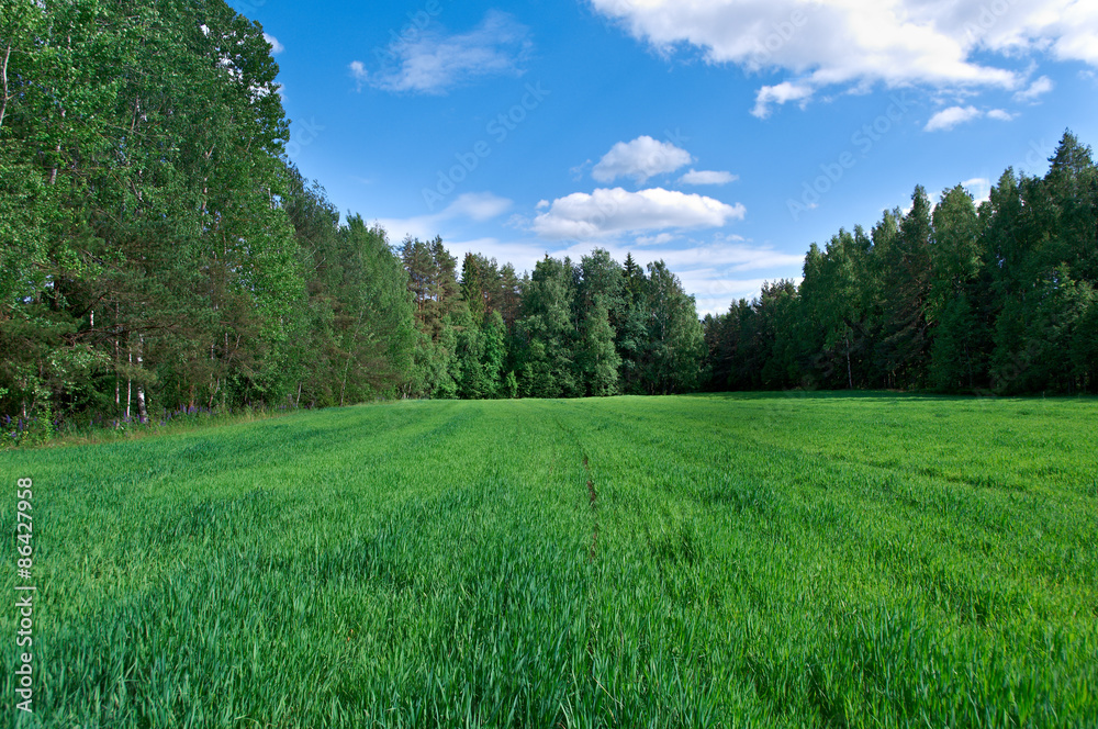 Meadow with green grass