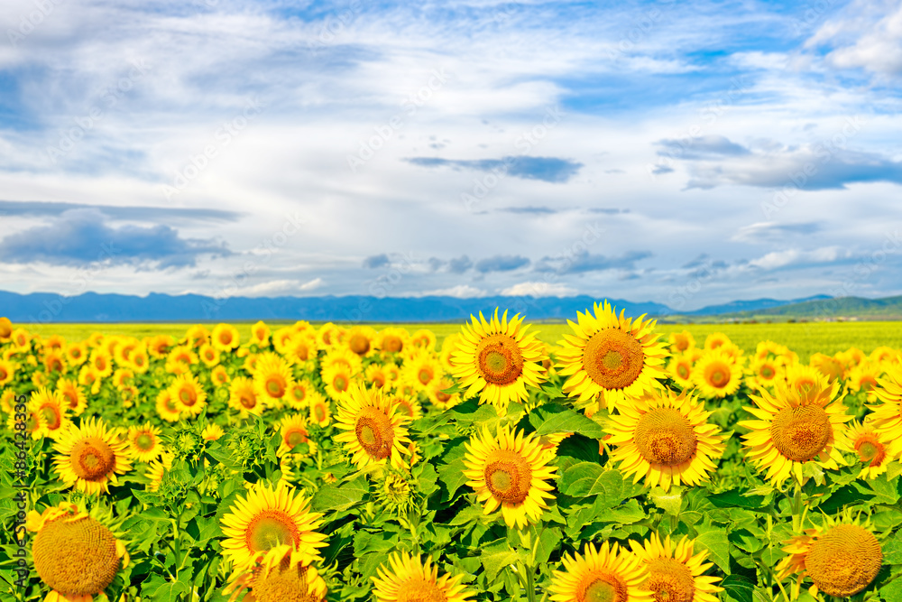 Fototapeta premium Sunflowers on a large field of sunflowers
