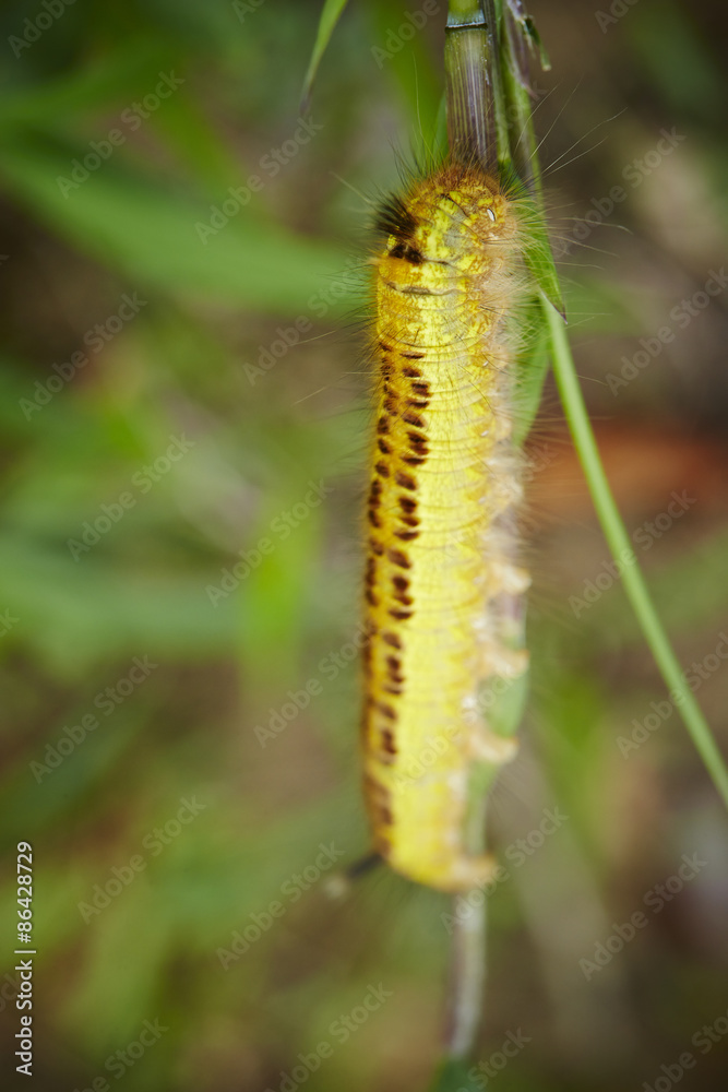 Naklejka premium caterpillar