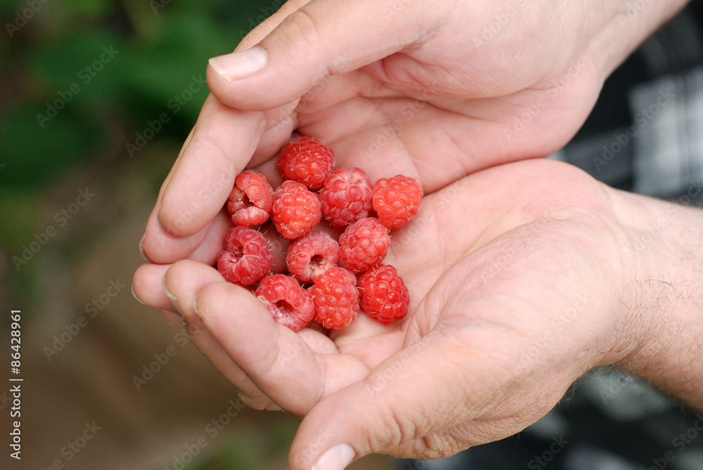 raspberry in hand raspberry in hand